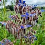 Borago officinalisFlor