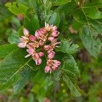 Chamaemespilus alpina Flor