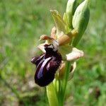 Ophrys incubacea Blomma