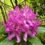 Rhododendron ponticum Blodyn