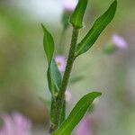 Erigeron acris Liść