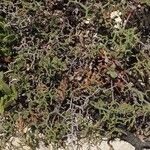 Limonium articulatum Blatt