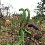 Acacia farnesiana Fruit