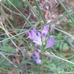 Campanula glomerata Flower