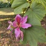 Bauhinia purpurea Цветок