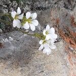 Saxifraga diapensioides Flower