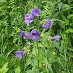 Polemonium caeruleum Flower