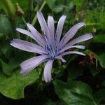 Cicerbita alpina Kwiat