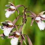 Epipactis palustris Flower