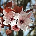 Prunus cerasifera Kukka