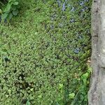 Salvinia natans Other