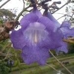 Jacaranda obtusifolia Λουλούδι