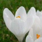 Crocus vernus Blomma