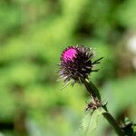 Cirsium alsophilum Flower