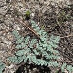 Lomatium martindalei ᱥᱟᱠᱟᱢ