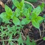 Lycianthes rantonnetii Leaf