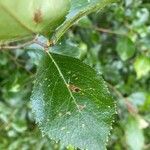 Crataegus crus-galliFrunză