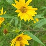 Helianthus grosseserratus Blüte