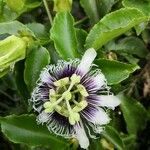 Passiflora edulisЦветок