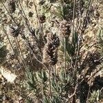 Lavandula stoechas Frucht