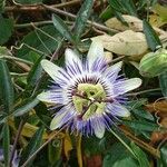 Passiflora caeruleaFlower