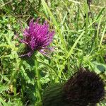 Cirsium acaulon अन्य