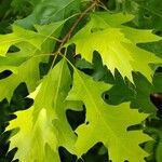 Quercus coccinea Fulla