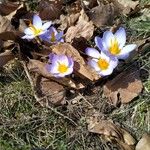 Crocus versicolor Cvet