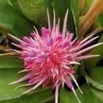 Aechmea fasciata Kvet