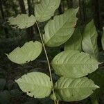 Inga stipularis Leaf