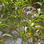 Persicaria senegalensis Hábito