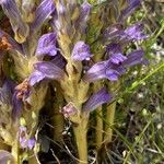 Phelipanche purpurea Mosusu