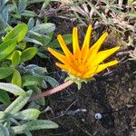 Gazania linearis Цветок