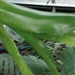 Aechmea serrata 葉