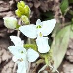 Ponthieva mandonii Flower