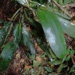 Polystachya galeata Leaf