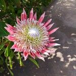 Protea cynaroides Flor