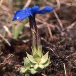 Gentiana terglouensis Hábitos