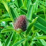 Trifolium alpestre Цветок