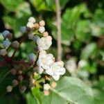 Viburnum tinusÕis