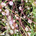 Cuscuta approximata Flor