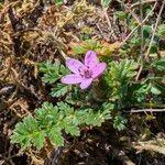 Erodium acaule Flor