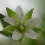 Arenaria serpyllifolia Λουλούδι