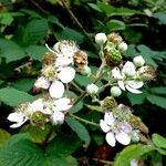 Rubus fruticosus Kvet