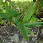 Curcuma longa Blad