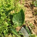 Dioscorea humifusa Blatt