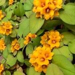 Lysimachia congestiflora Folha