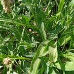 Plantago lanceolata Liść