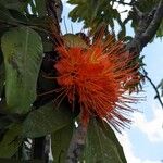 Brownea rosa-de-monte Flower