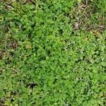 Alchemilla arvensis ഇല